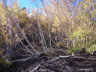 llone monte Zappinazzo-04-11-2012 09-35-22